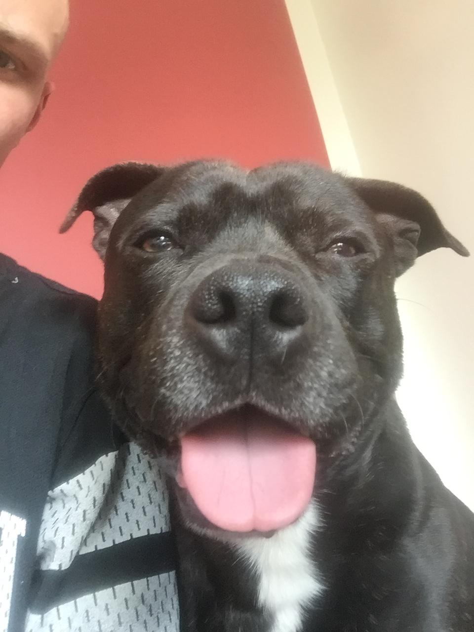 Staffordshire bull terrier Rocky billede 9