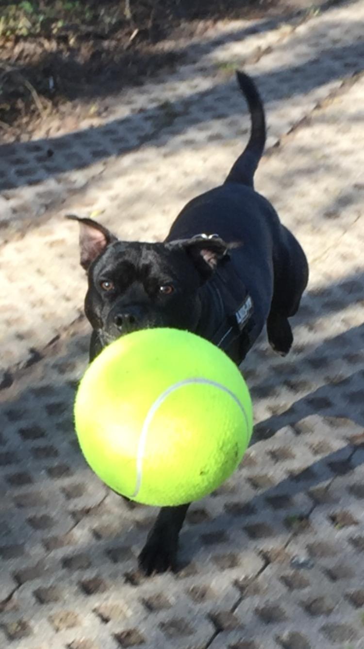 Staffordshire bull terrier Rocky billede 10