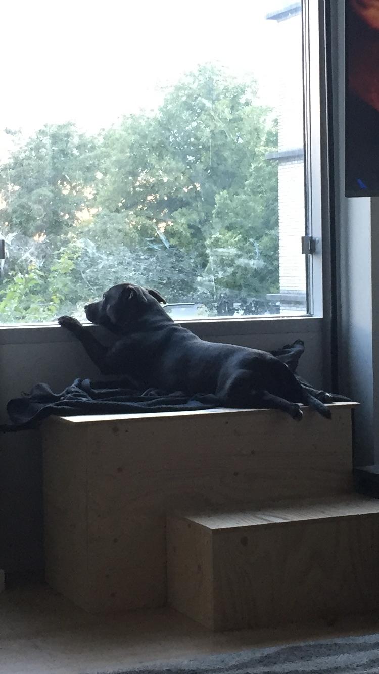 Staffordshire bull terrier Rocky billede 11