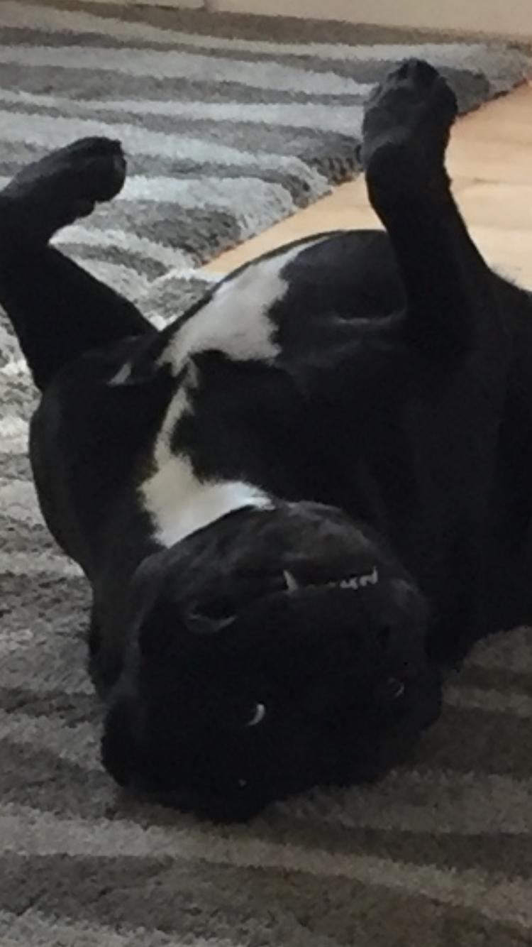 Staffordshire bull terrier Rocky billede 12