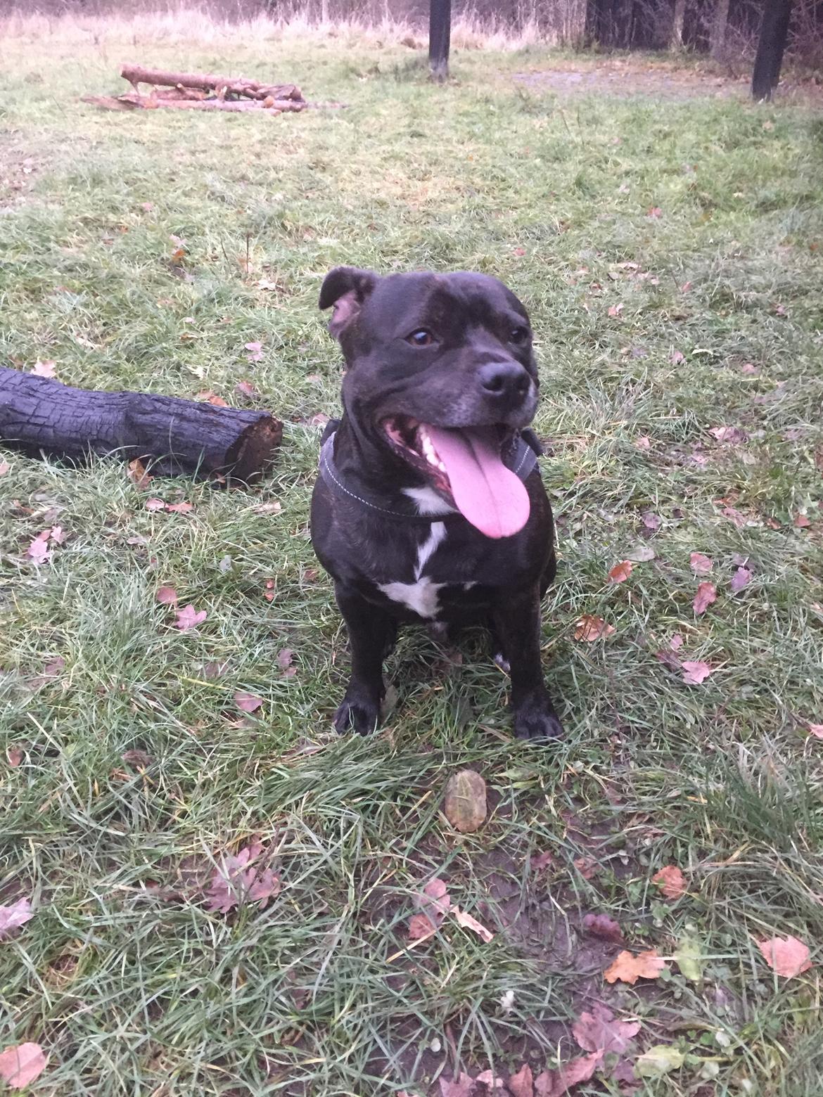 Staffordshire bull terrier Rocky billede 14