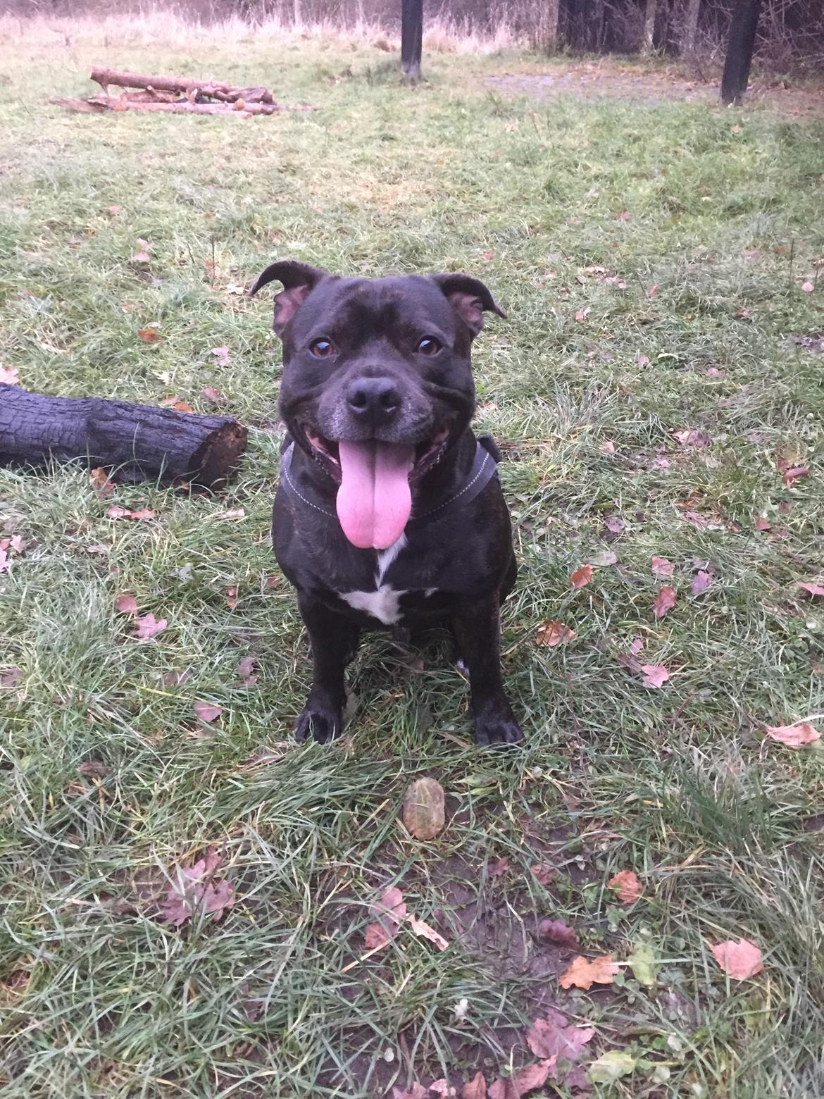 Staffordshire bull terrier Rocky billede 15