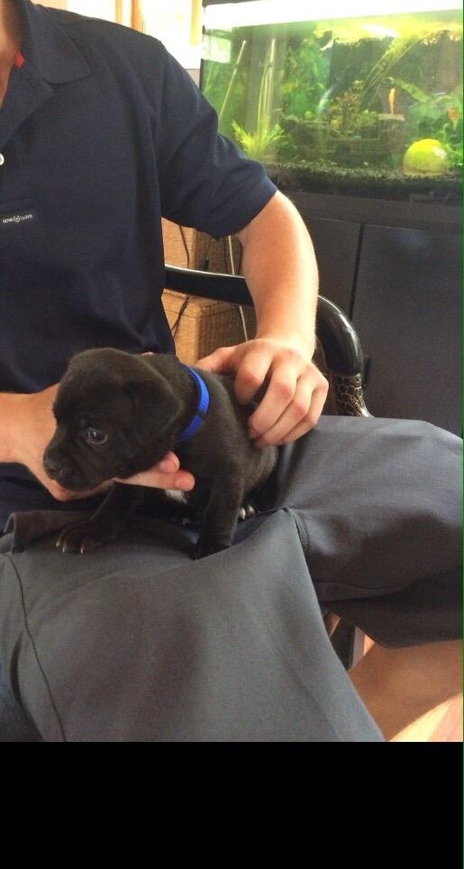 Staffordshire bull terrier Rocky billede 13