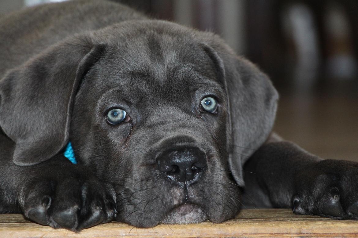 Cane corso Colombiano "sange Blu" in Verto Corso billede 1