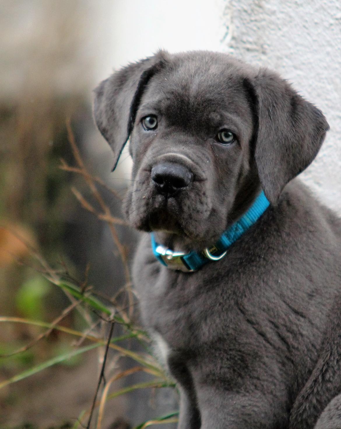 Cane corso Colombiano "sange Blu" in Verto Corso billede 3