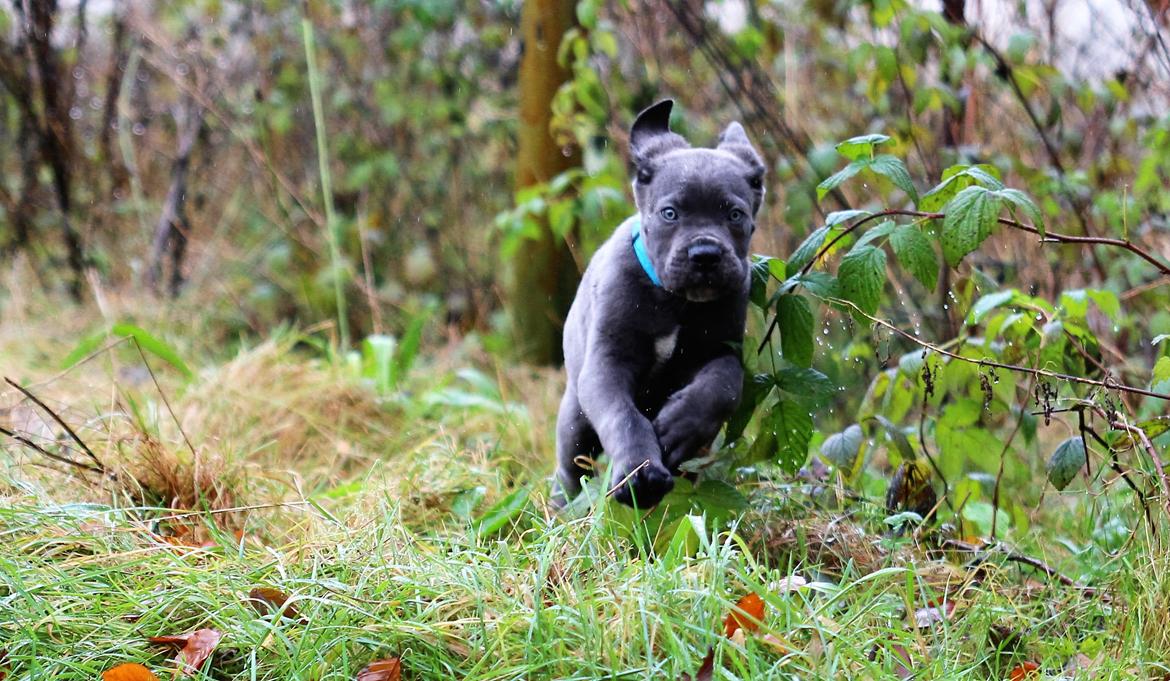 Cane corso Colombiano "sange Blu" in Verto Corso billede 4