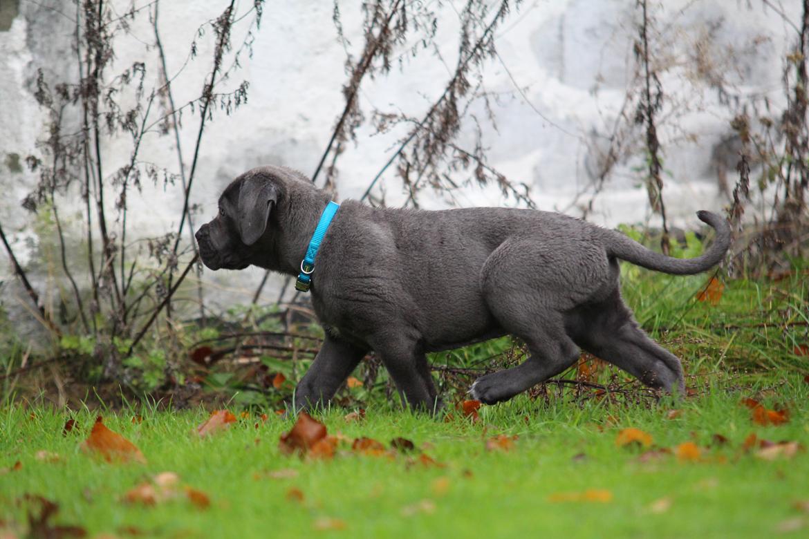 Cane corso Colombiano "sange Blu" in Verto Corso billede 2