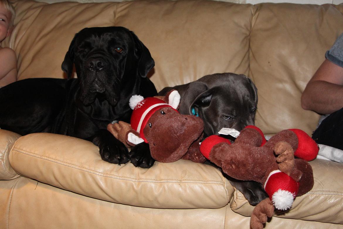 Cane corso Colombiano "sange Blu" in Verto Corso billede 7