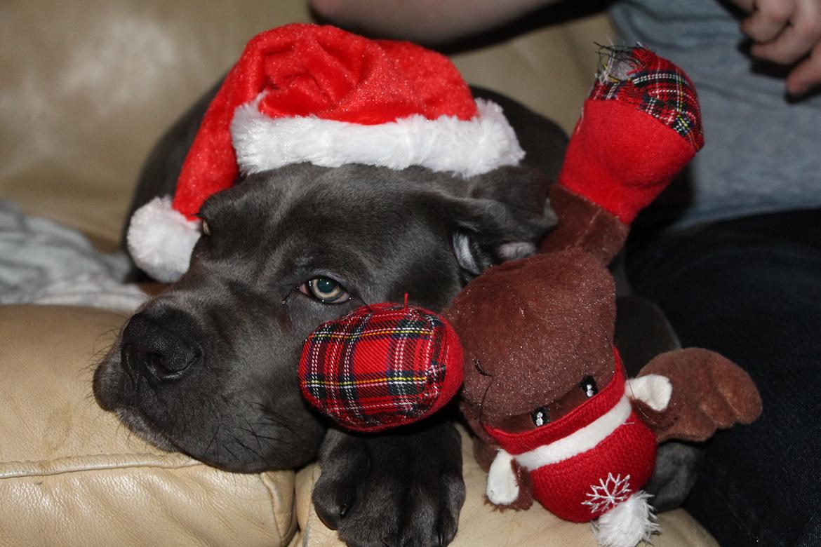 Cane corso Colombiano "sange Blu" in Verto Corso billede 8