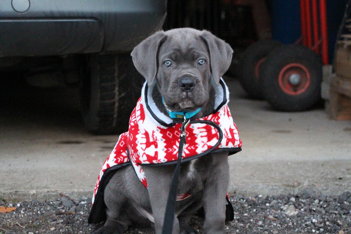 Cane corso Colombiano "sange Blu" in Verto Corso billede 5