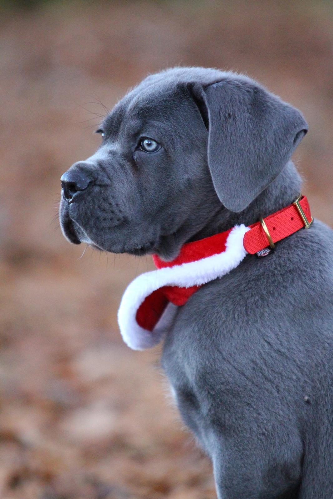 Cane corso Colombiano "sange Blu" in Verto Corso billede 6