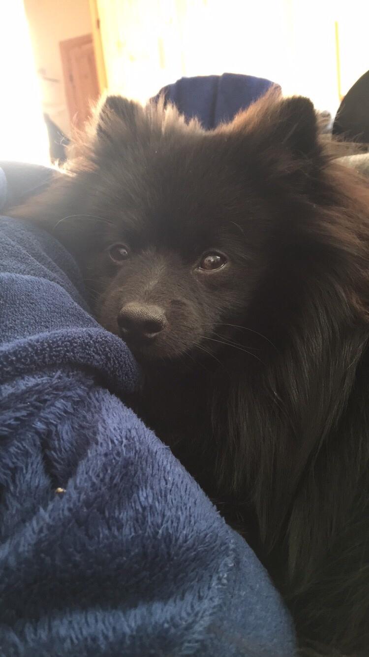 Kleinspitz Von-Spitzie's Gizmo billede 38