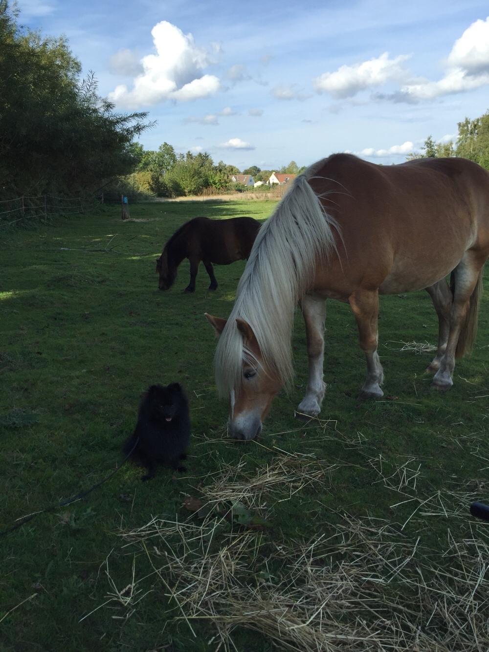 Kleinspitz Von-Spitzie's Gizmo billede 34