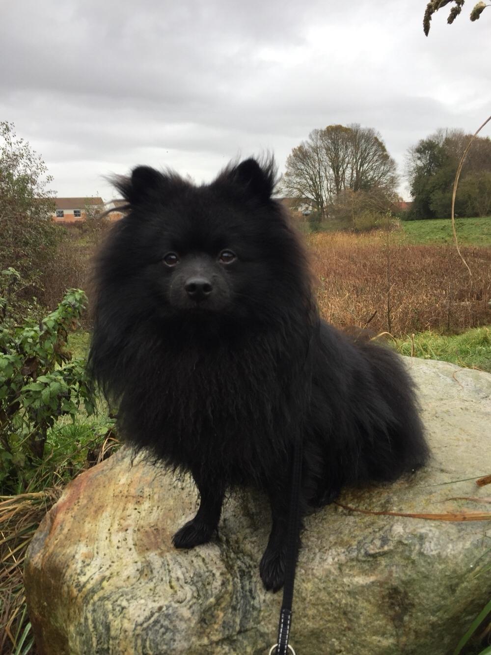 Kleinspitz Von-Spitzie's Gizmo billede 48