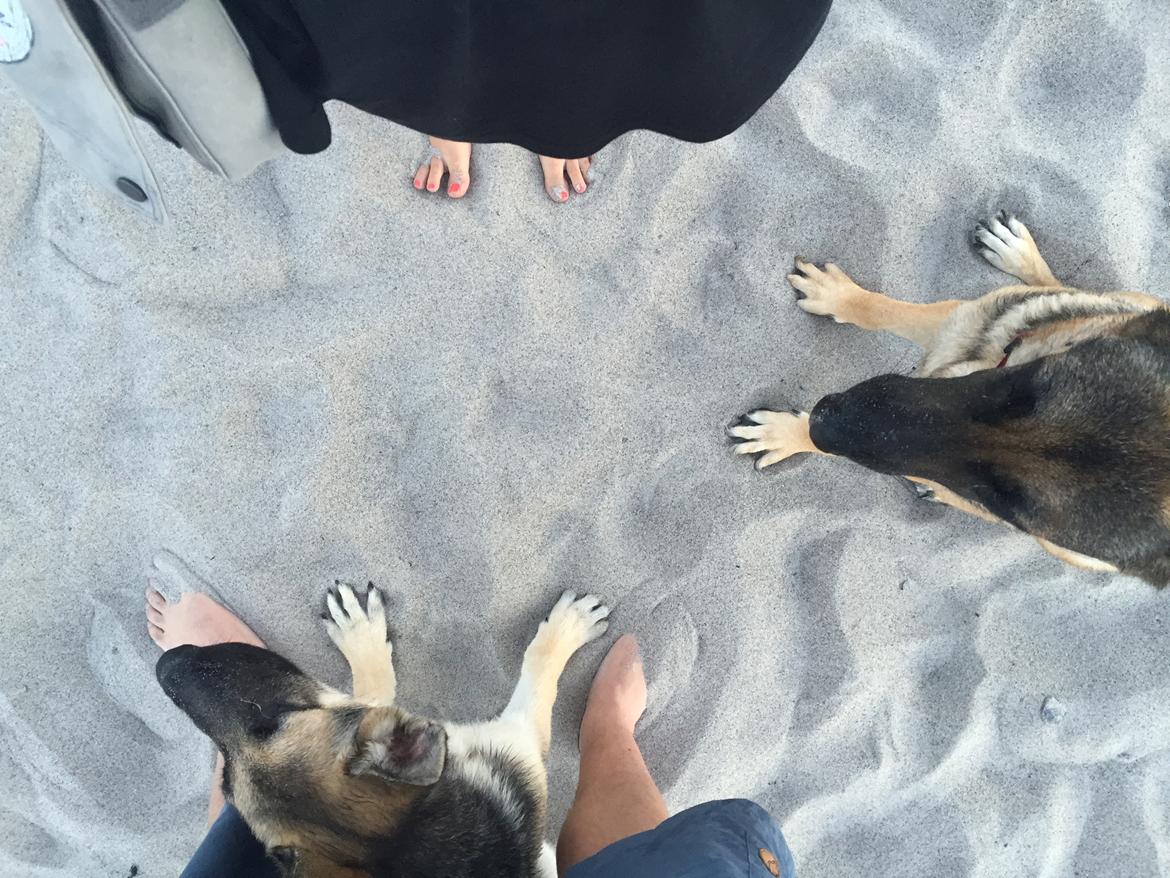 Schæferhund Miljo billede 35