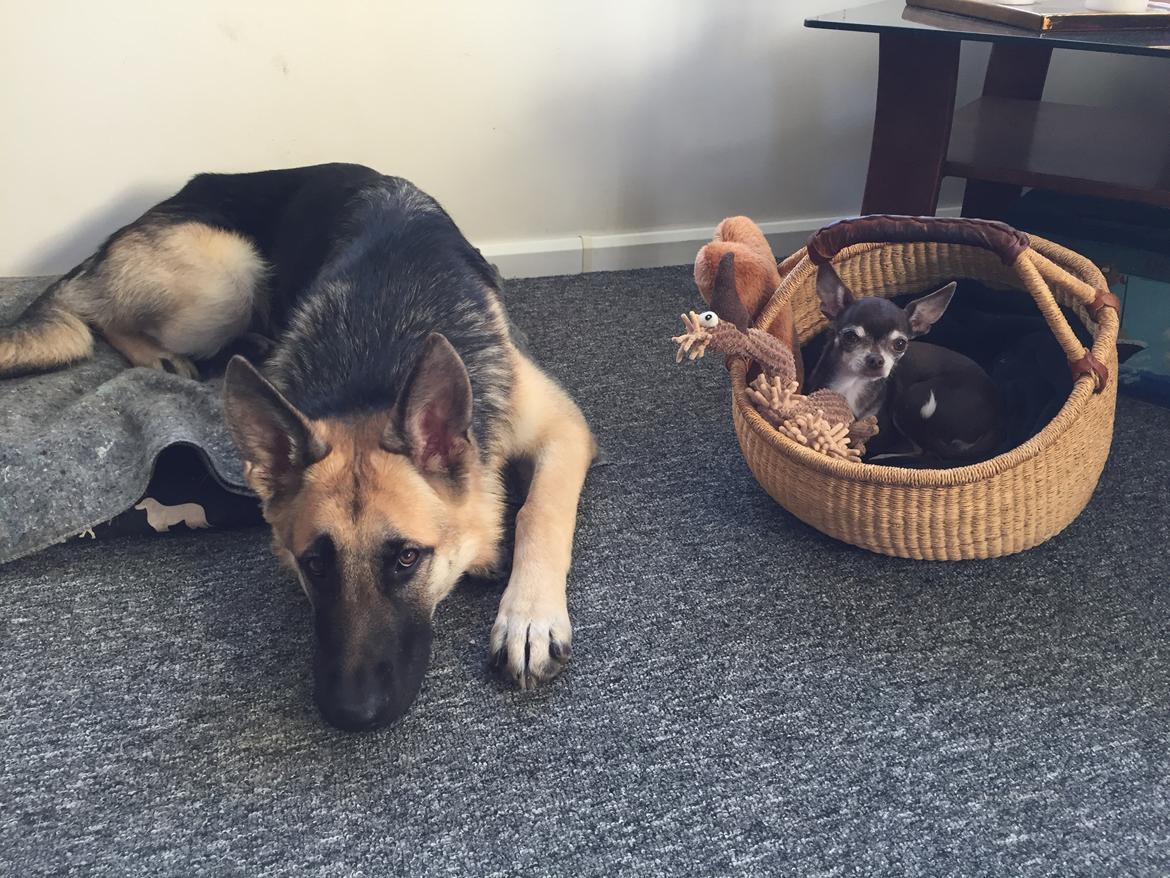 Schæferhund Miljo billede 22