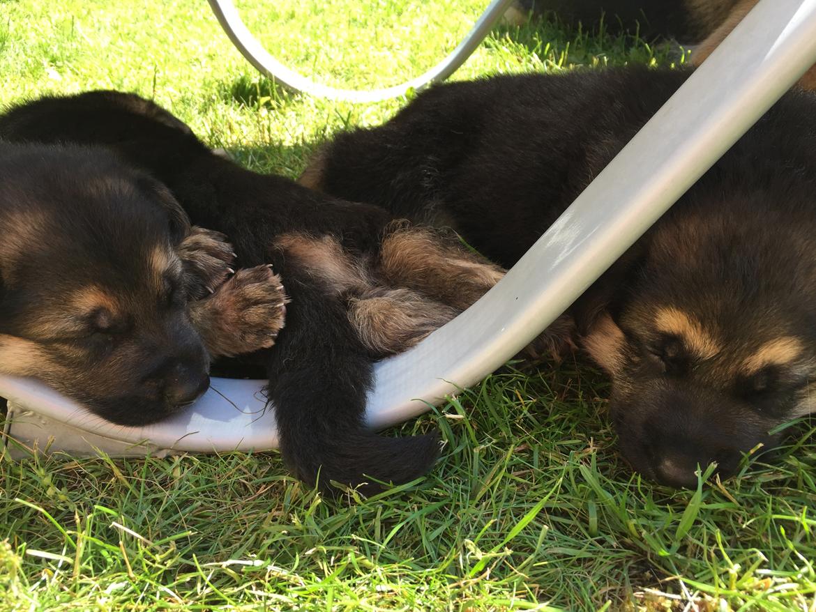 Schæferhund Miljo billede 6