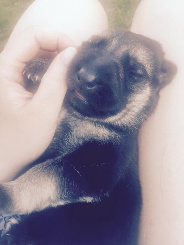 Schæferhund Miljo billede 3