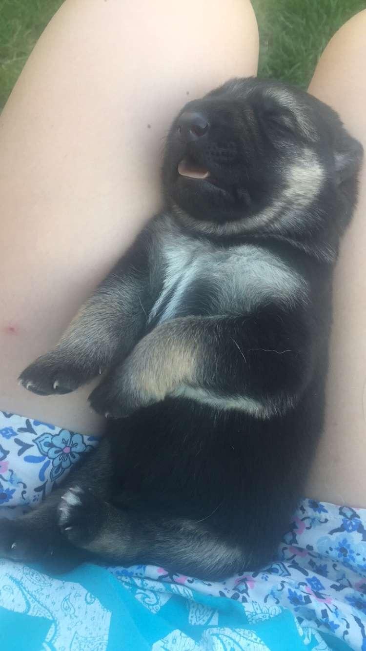 Schæferhund Miljo billede 5