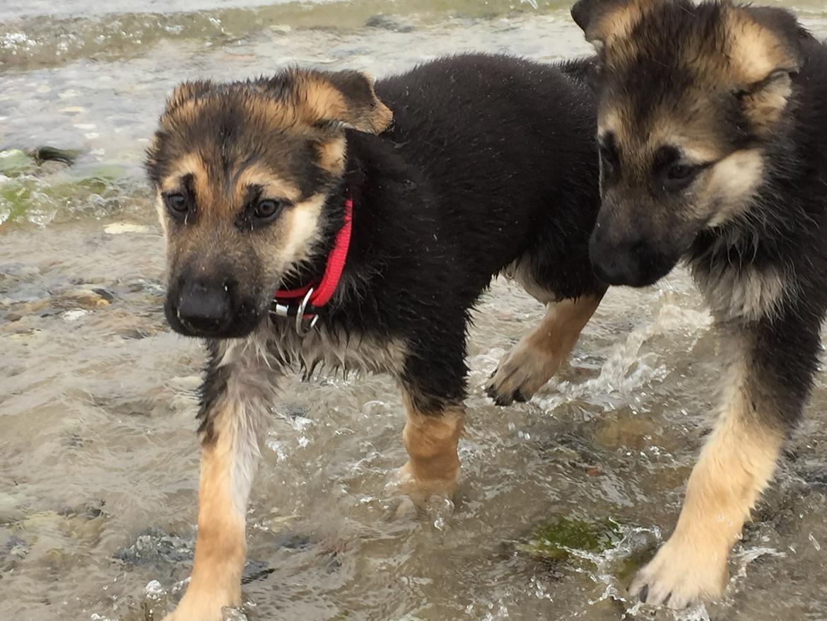 Schæferhund Miljo billede 11