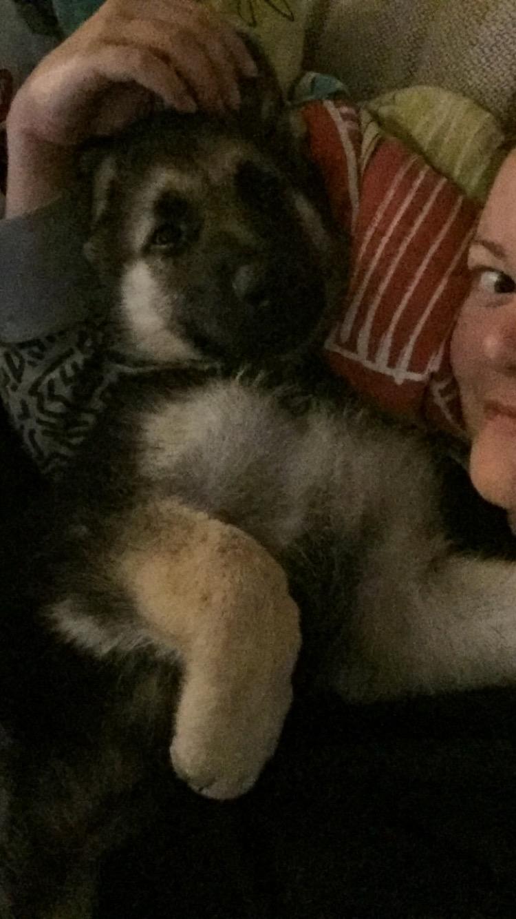 Schæferhund Miljo billede 25