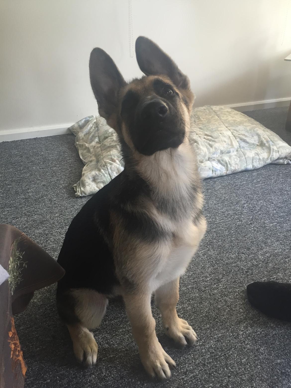 Schæferhund Miljo billede 19