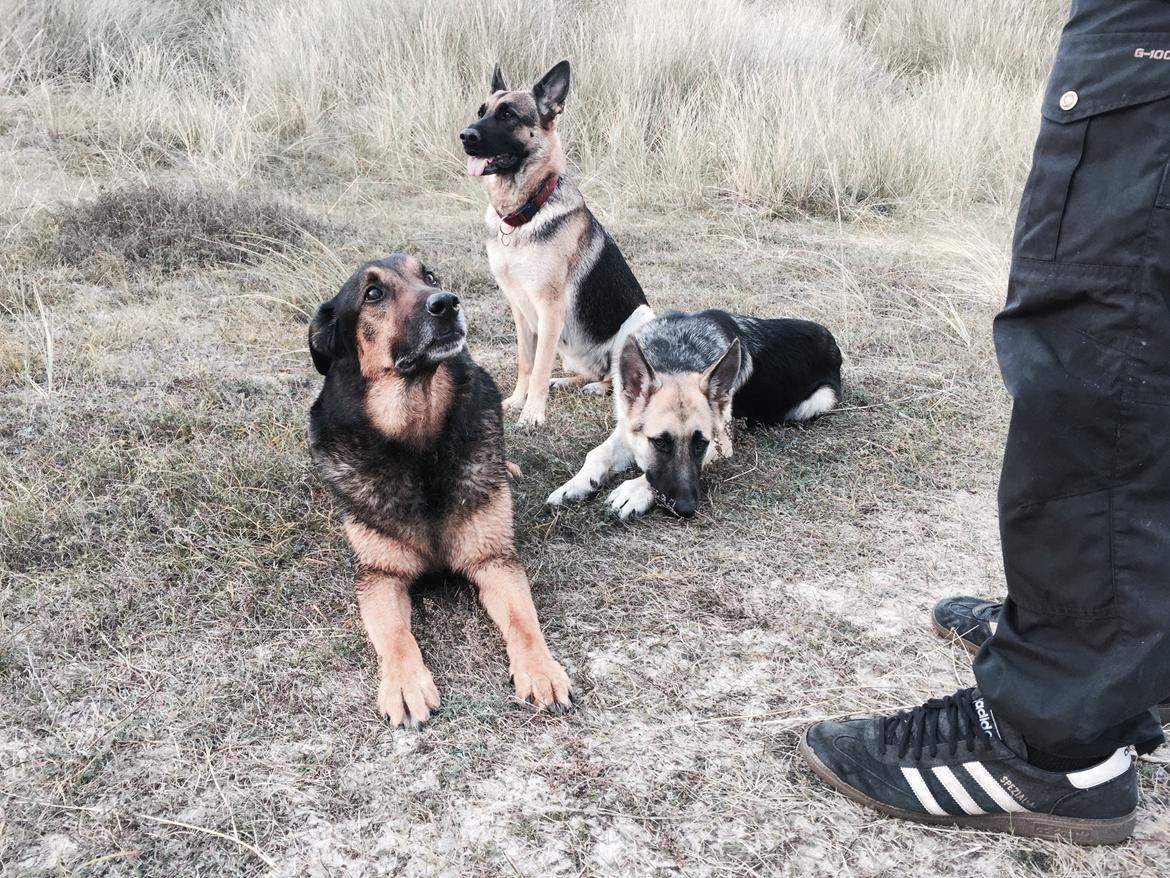 Schæferhund Miljo billede 28