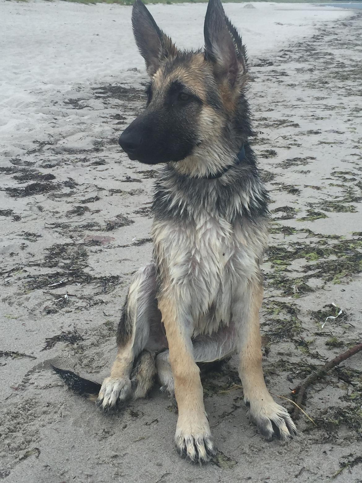 Schæferhund Miljo billede 31