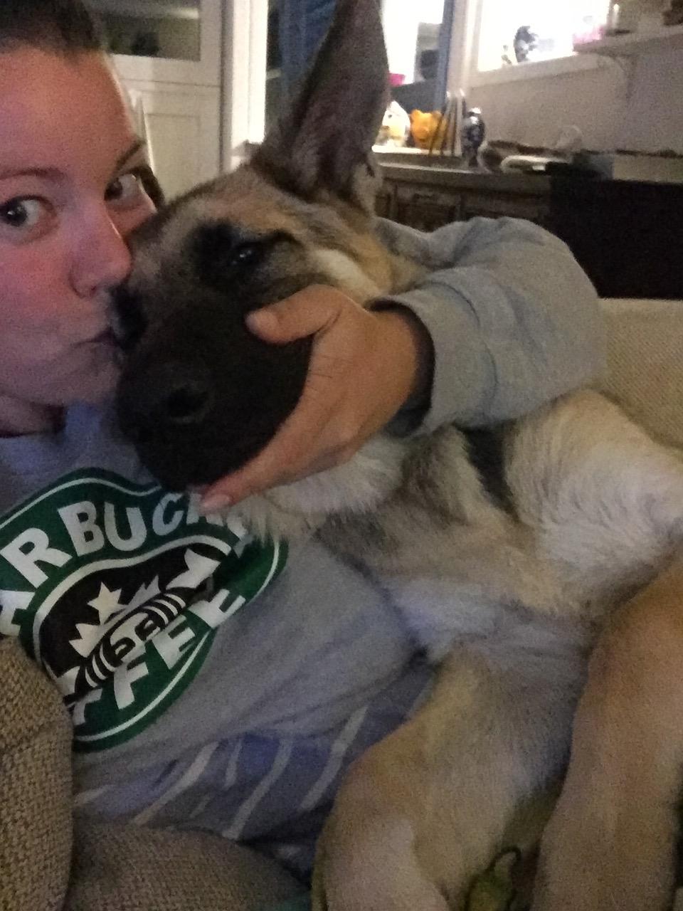 Schæferhund Miljo billede 33