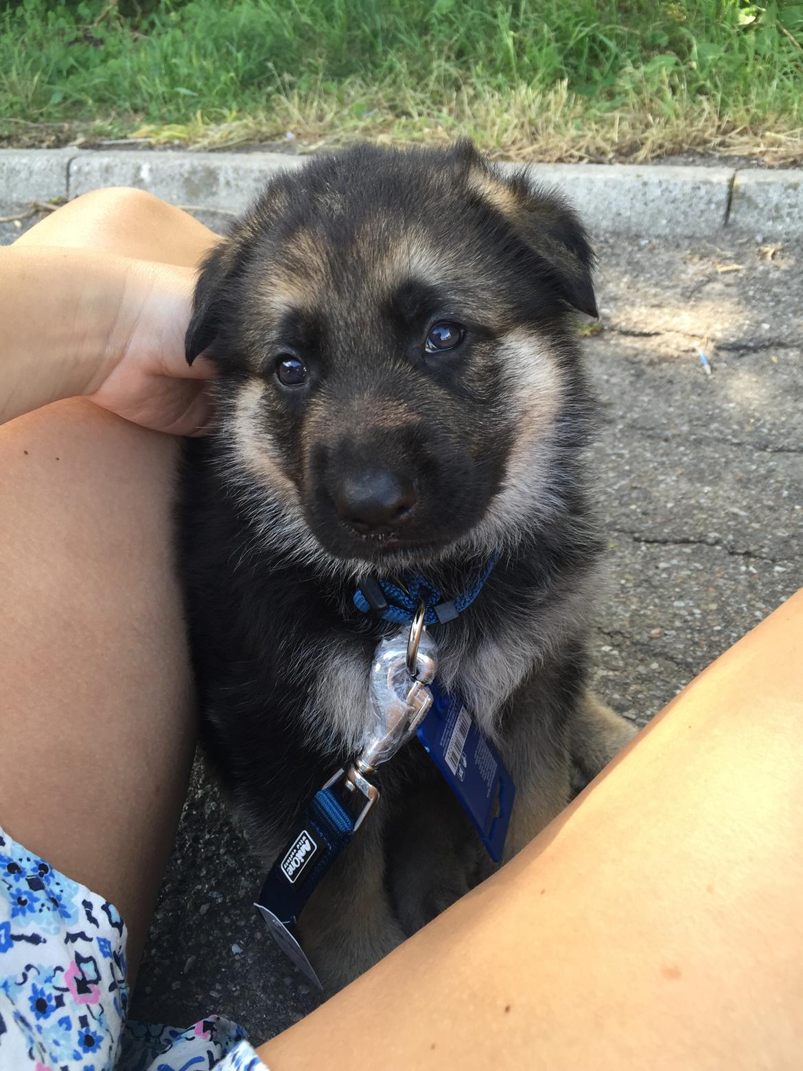 Schæferhund Miljo billede 9