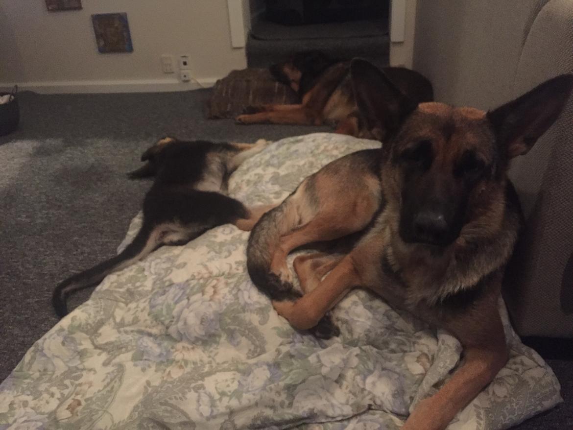 Schæferhund Miljo billede 17