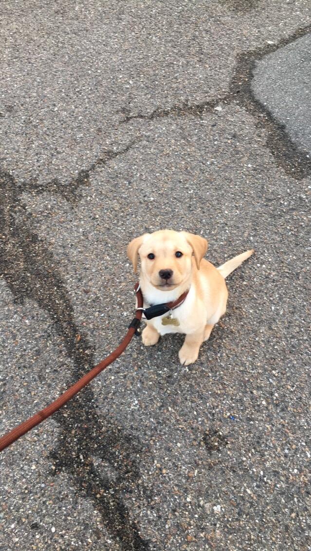 Labrador retriever Casey billede 14