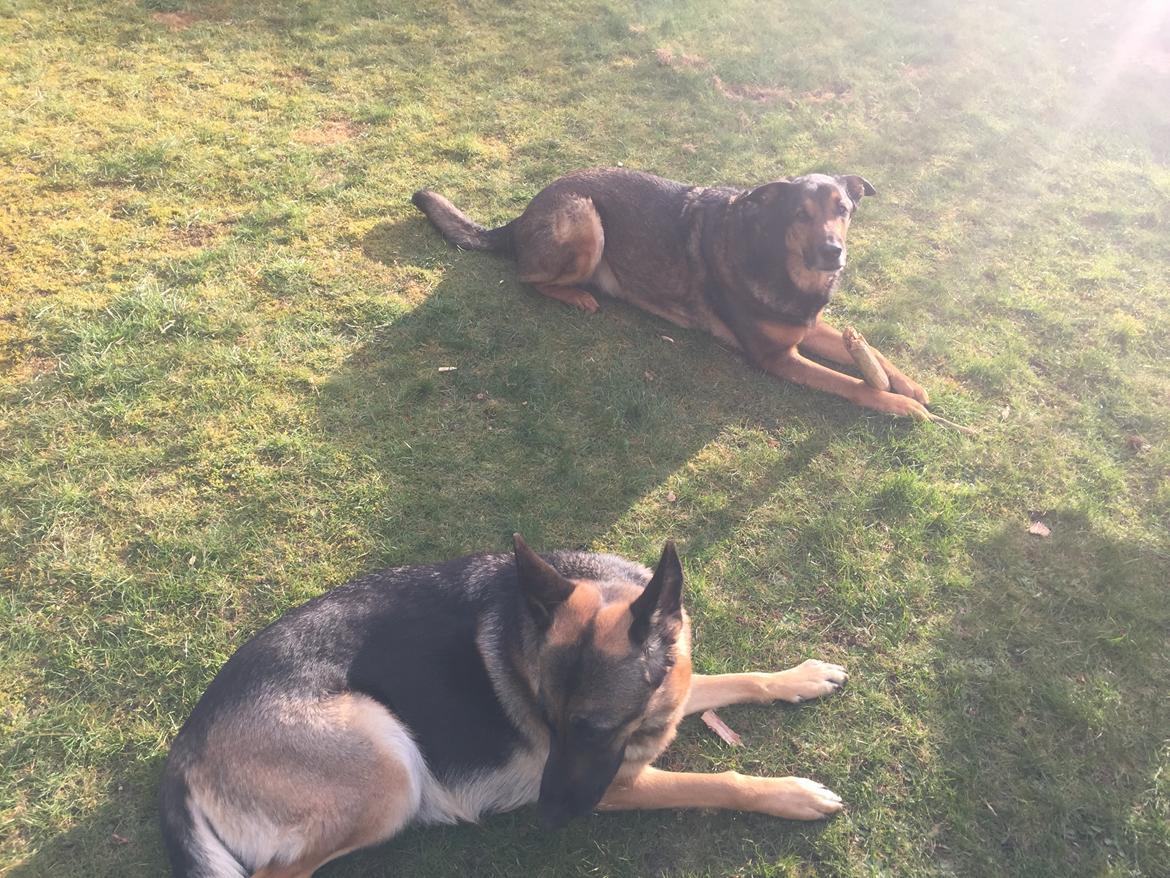 Blanding af racer Zar (Zarzi)<3 billede 29