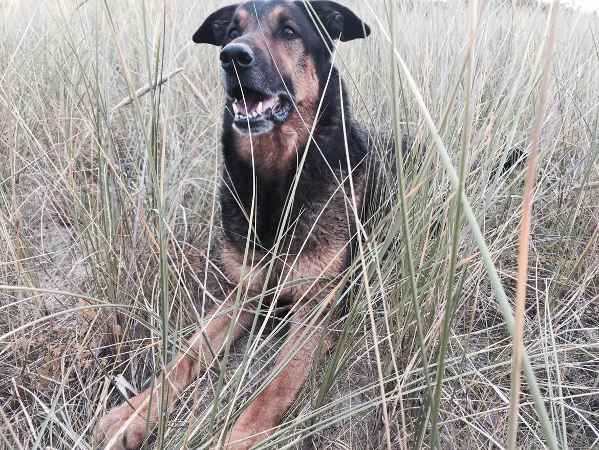 Blanding af racer Zar (Zarzi)<3 billede 1