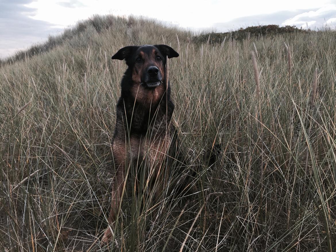 Blanding af racer Zar (Zarzi)<3 billede 30