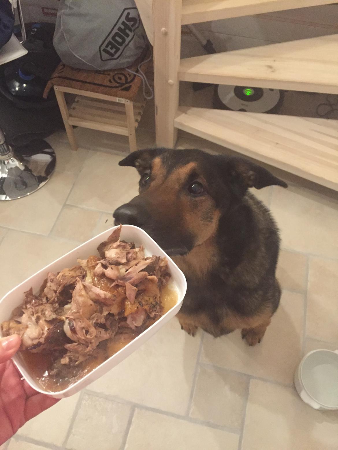 Blanding af racer Zar (Zarzi)<3 billede 31