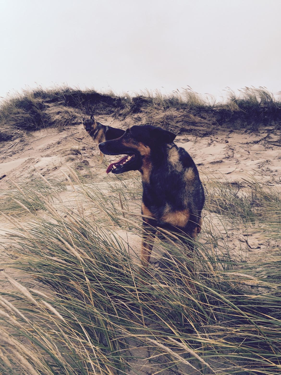 Blanding af racer Zar (Zarzi)<3 billede 33