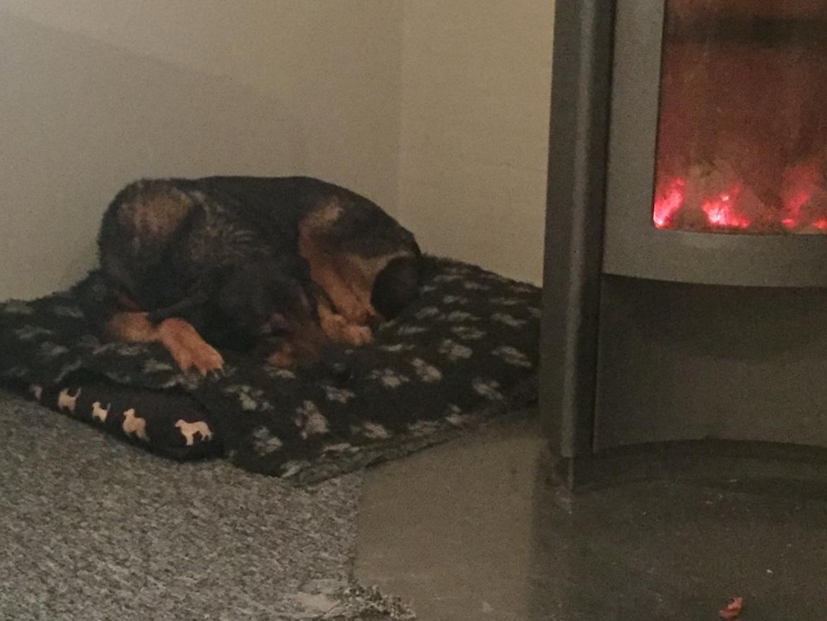 Blanding af racer Zar (Zarzi)<3 billede 34