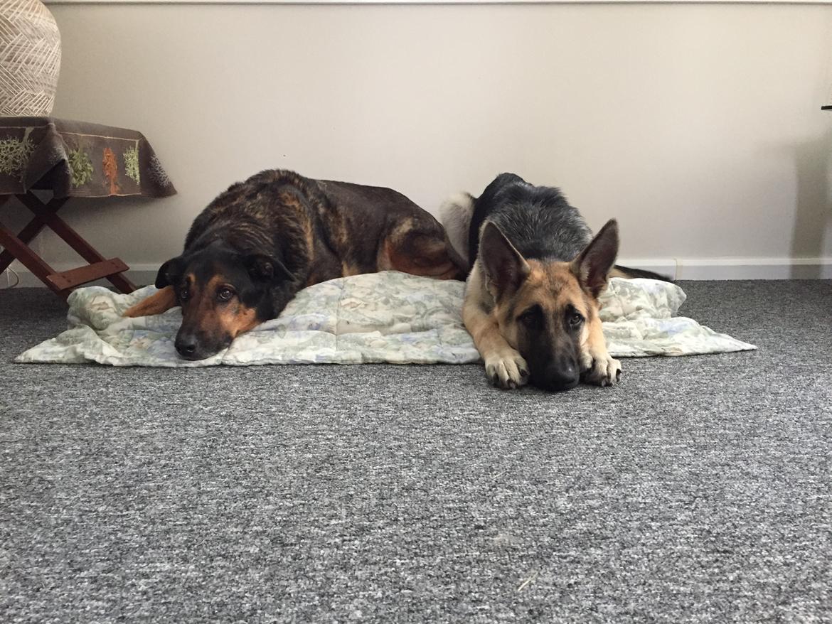 Blanding af racer Zar (Zarzi)<3 billede 35