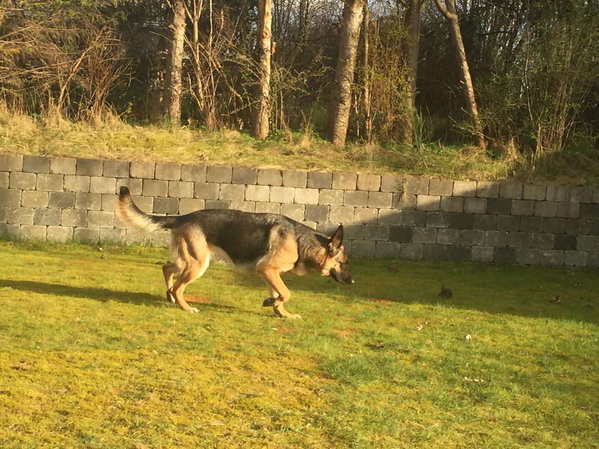 Schæferhund Nala billede 8