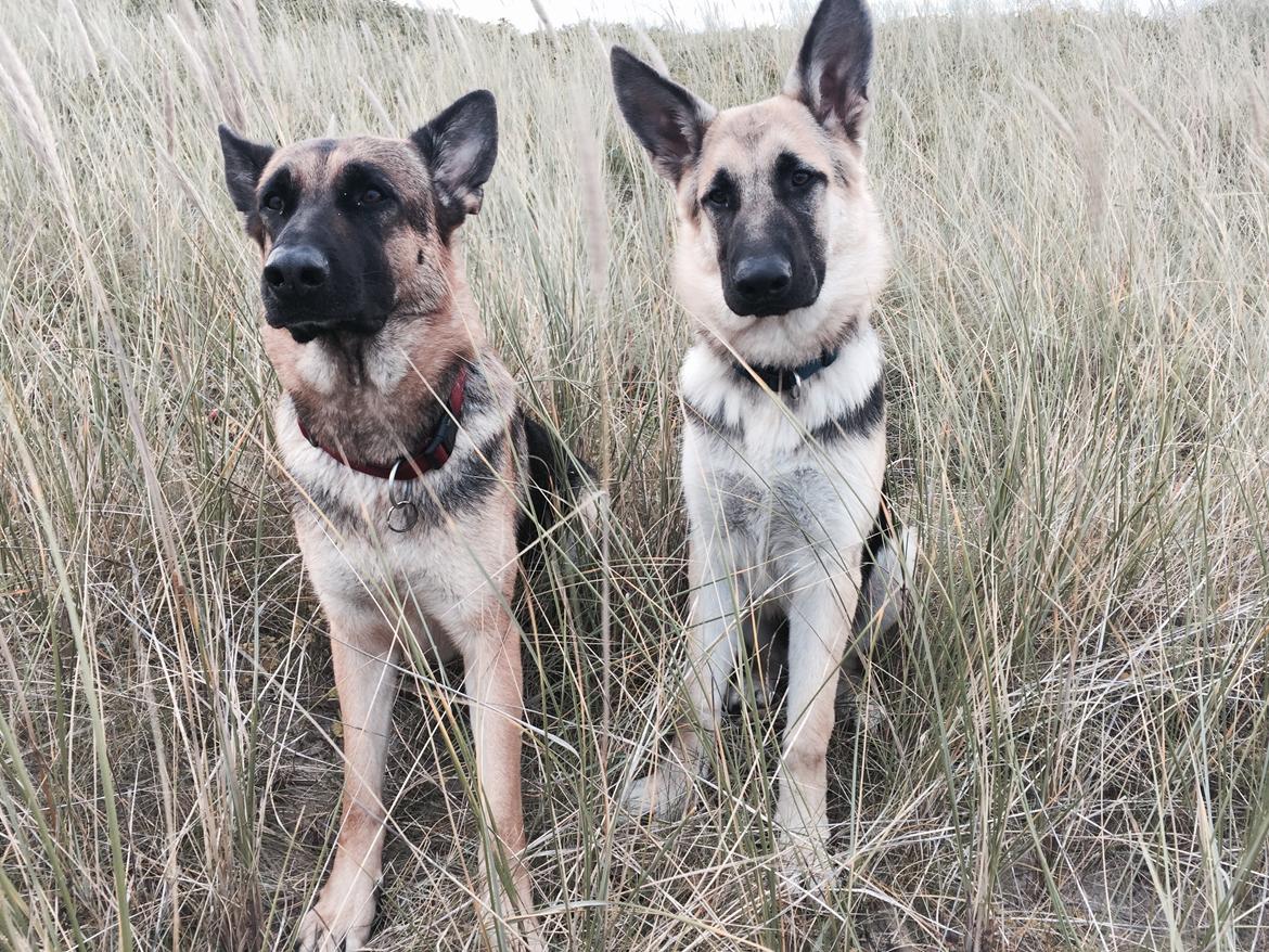 Schæferhund Nala billede 9