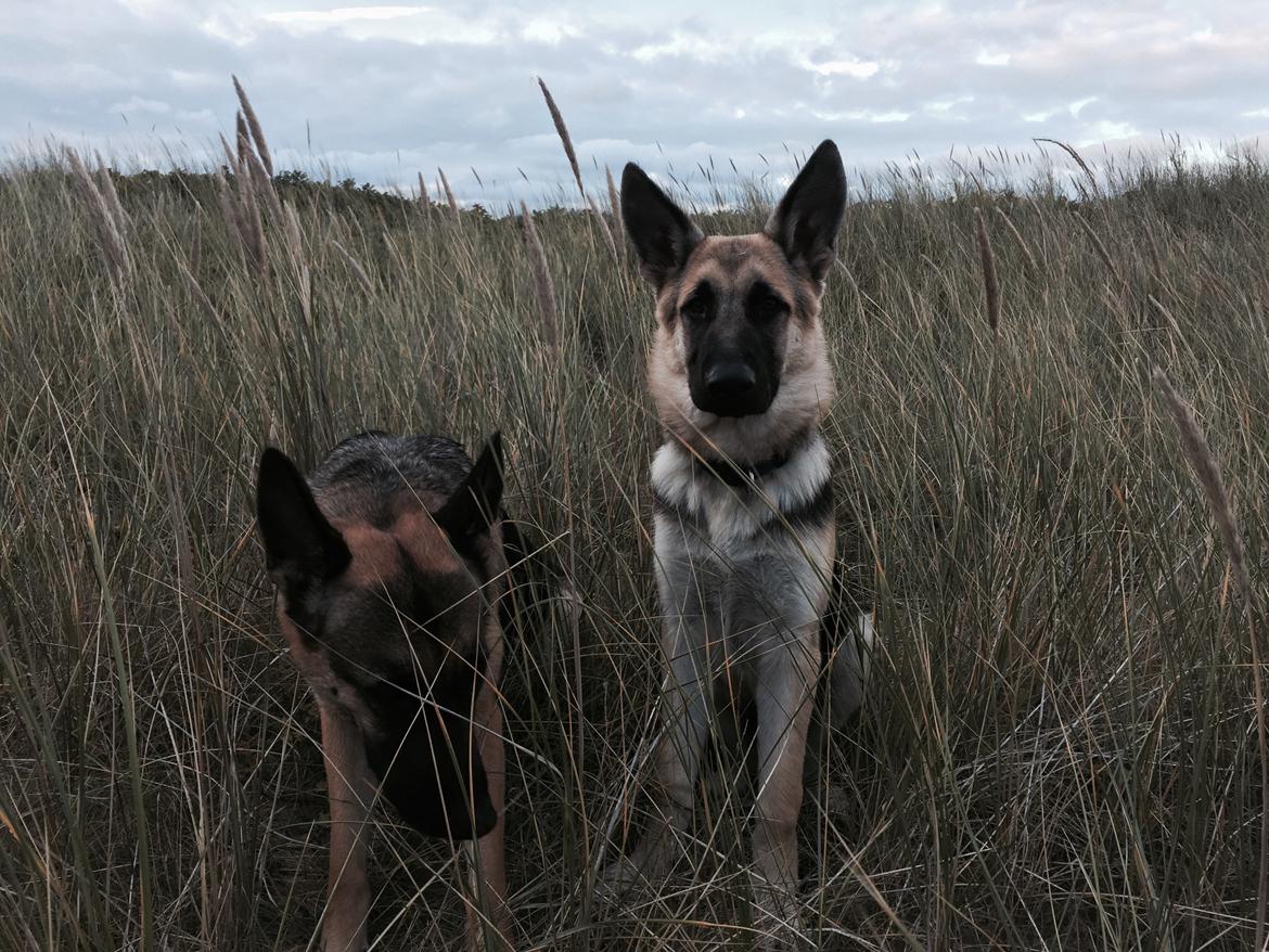 Schæferhund Nala billede 10