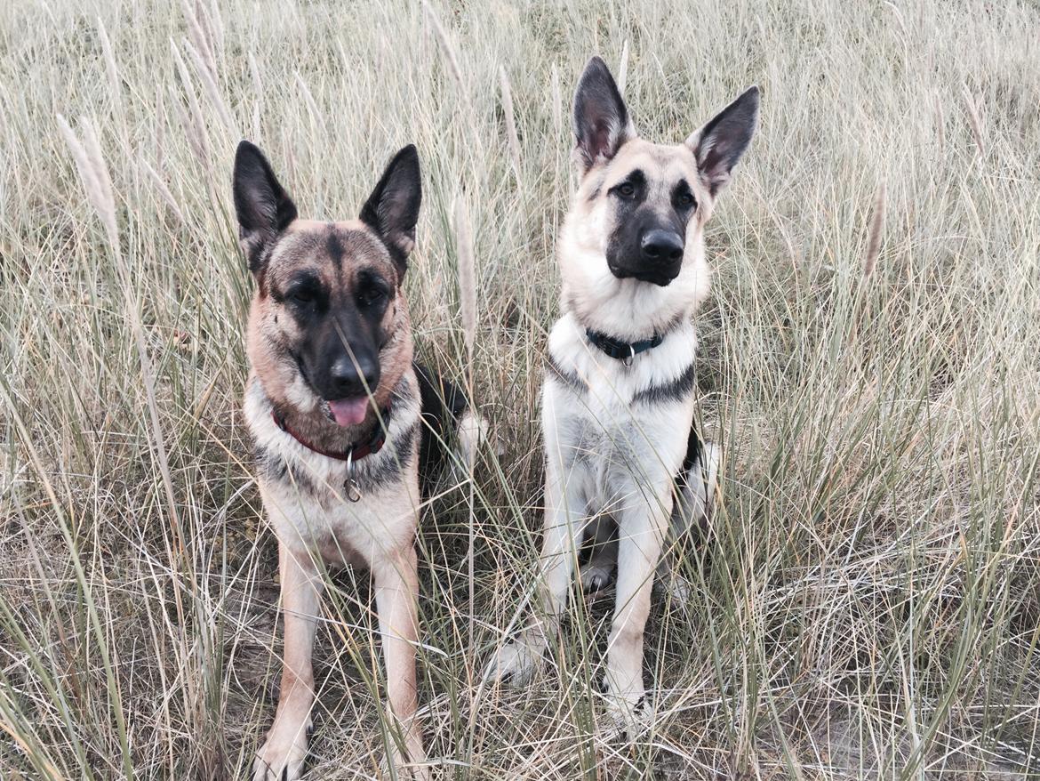 Schæferhund Nala billede 11