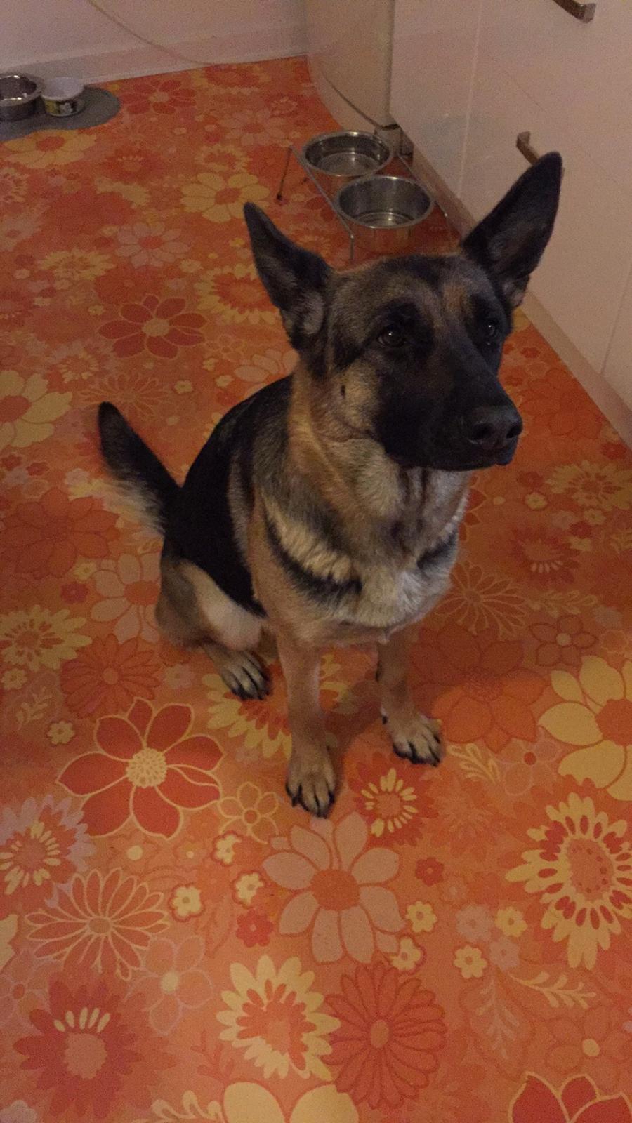 Schæferhund Nala billede 12