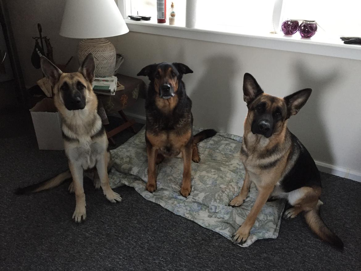 Schæferhund Nala billede 13