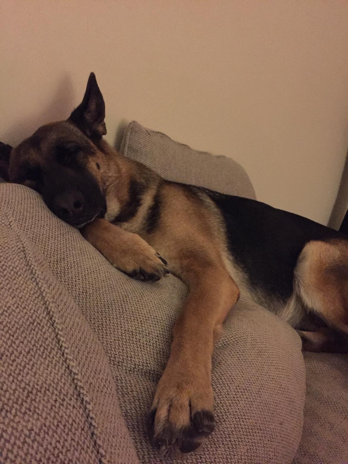 Schæferhund Nala billede 14