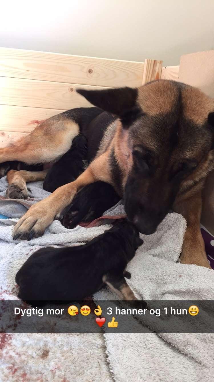 Schæferhund Nala billede 16