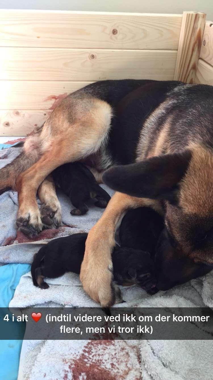 Schæferhund Nala billede 17