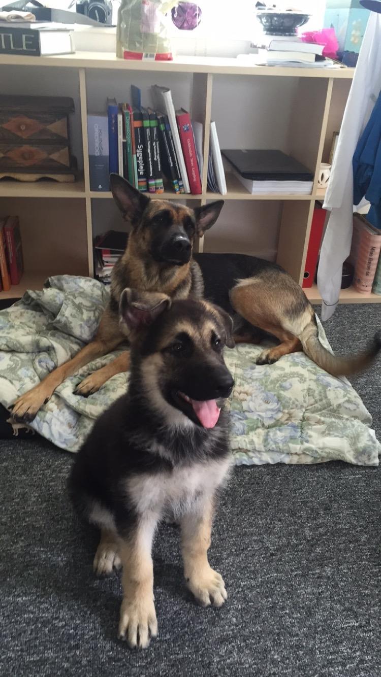 Schæferhund Nala billede 15