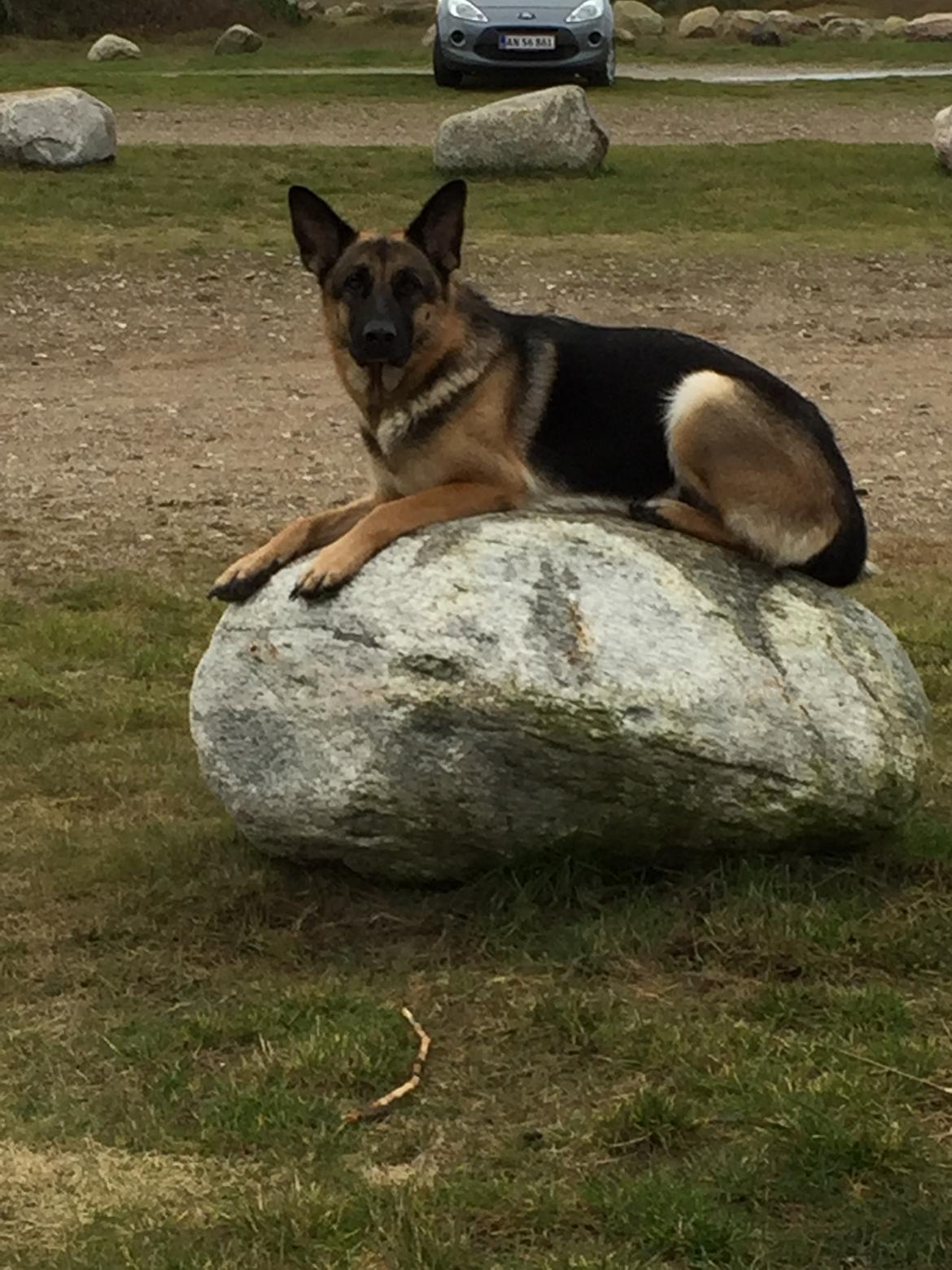 Schæferhund Nala billede 19